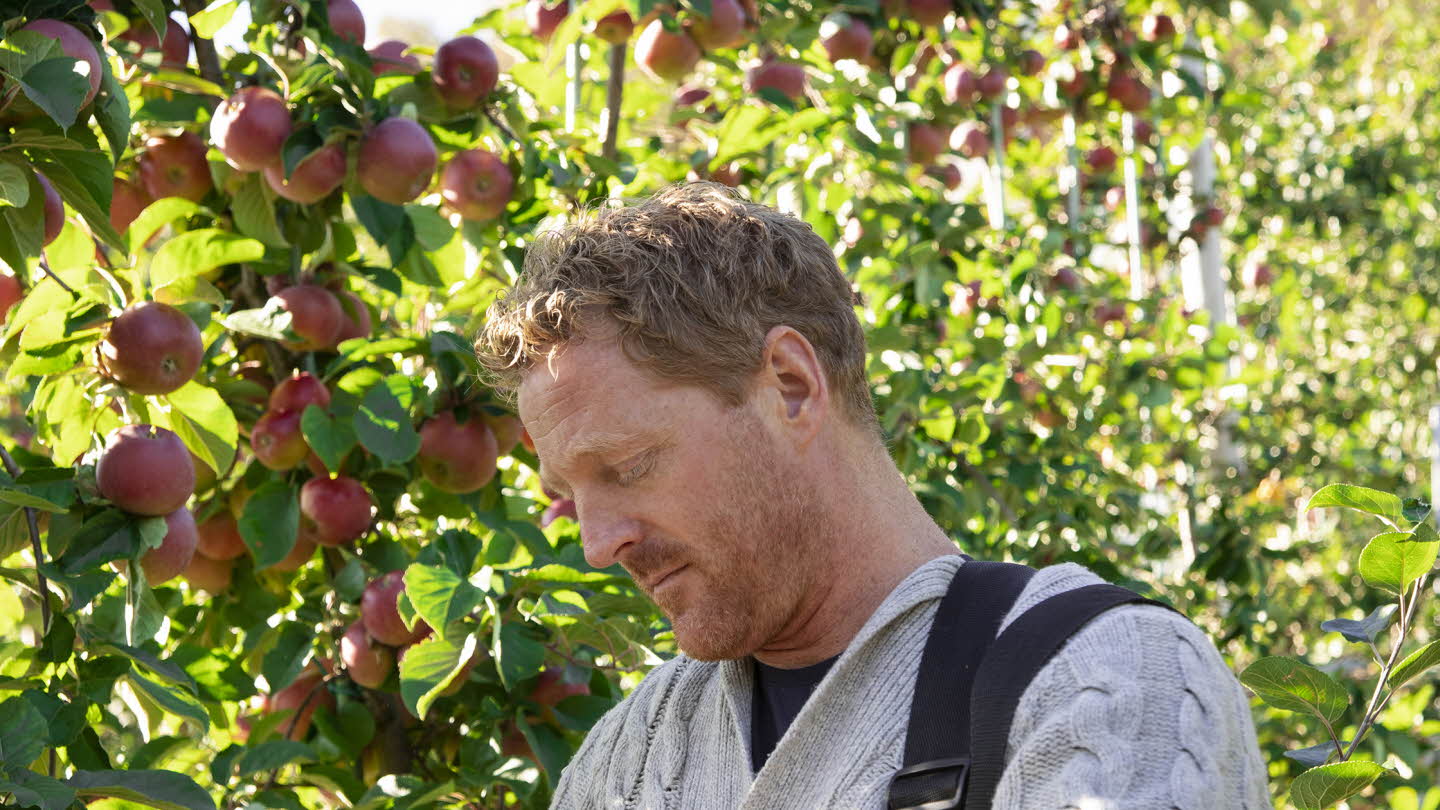 Man with ginger hair and grey cotton sweater is harvesting apples in a bucket Hardanger