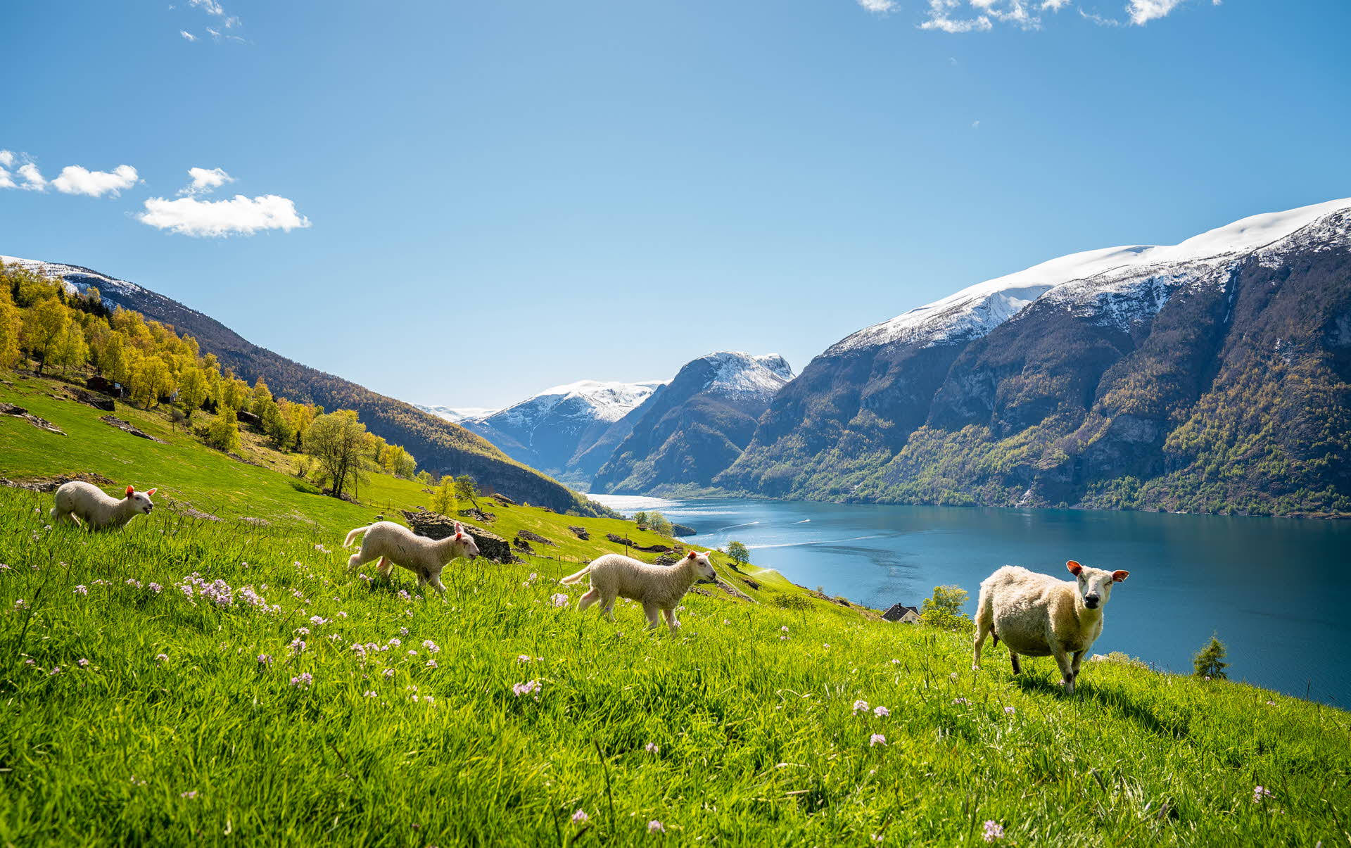 Schafe grasen auf blühenden Bauernhofwiesen mit Aussicht über den zum UNESCO-Welterbe gehörenden Aurlandsfjord mit schneebedeckten Berggipfeln