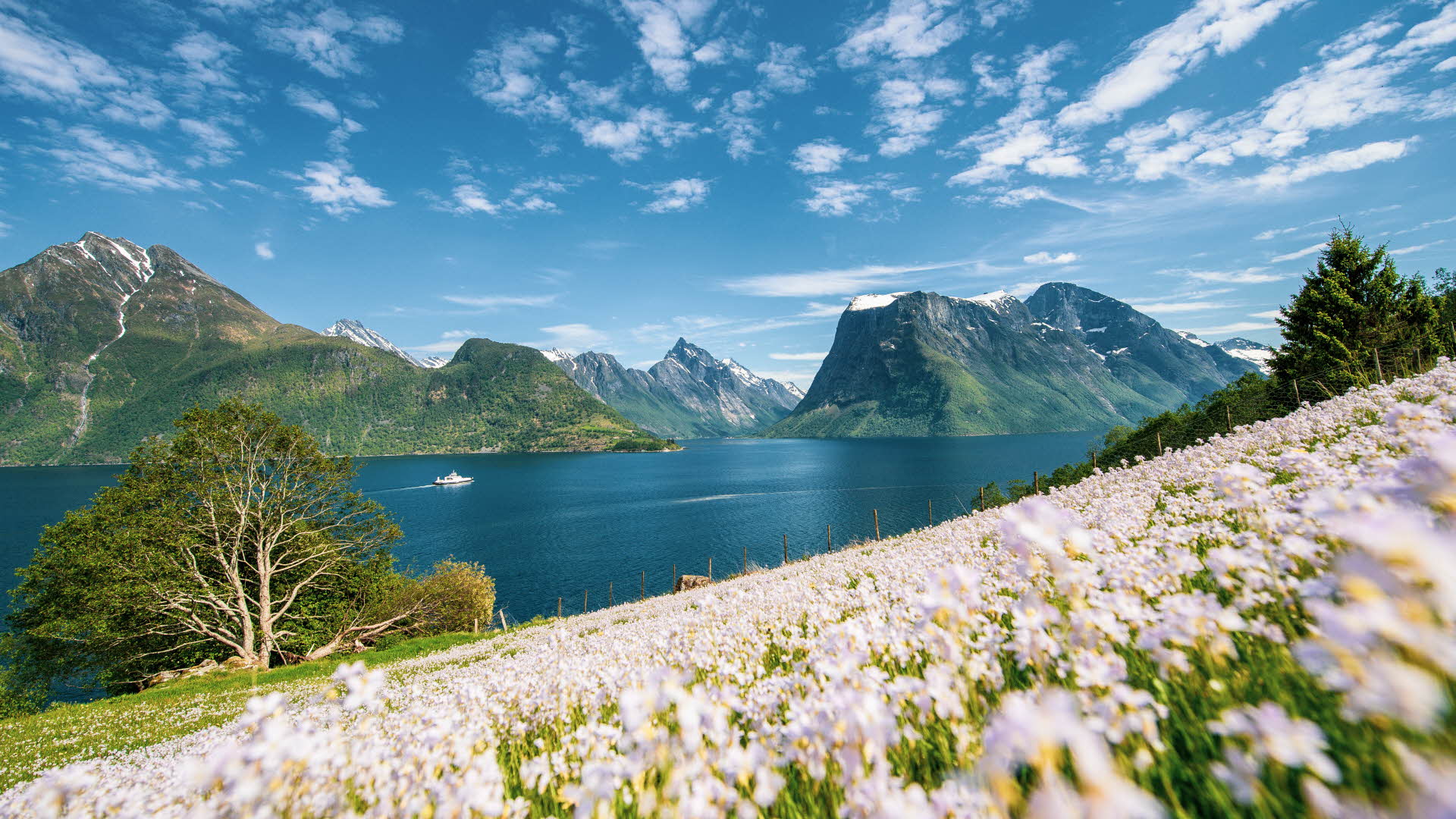 En båt seilende på Hjørundfjorden med blomstereng i forgrunnen og sunnmørsalpene bak