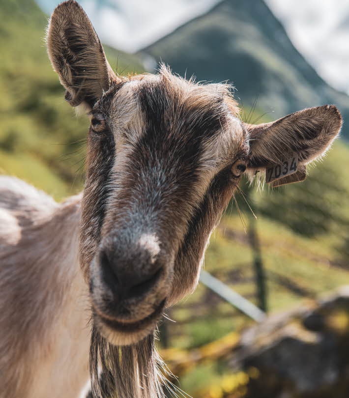 A goat grazing in summer in Undredal at the Aurlandsfjord