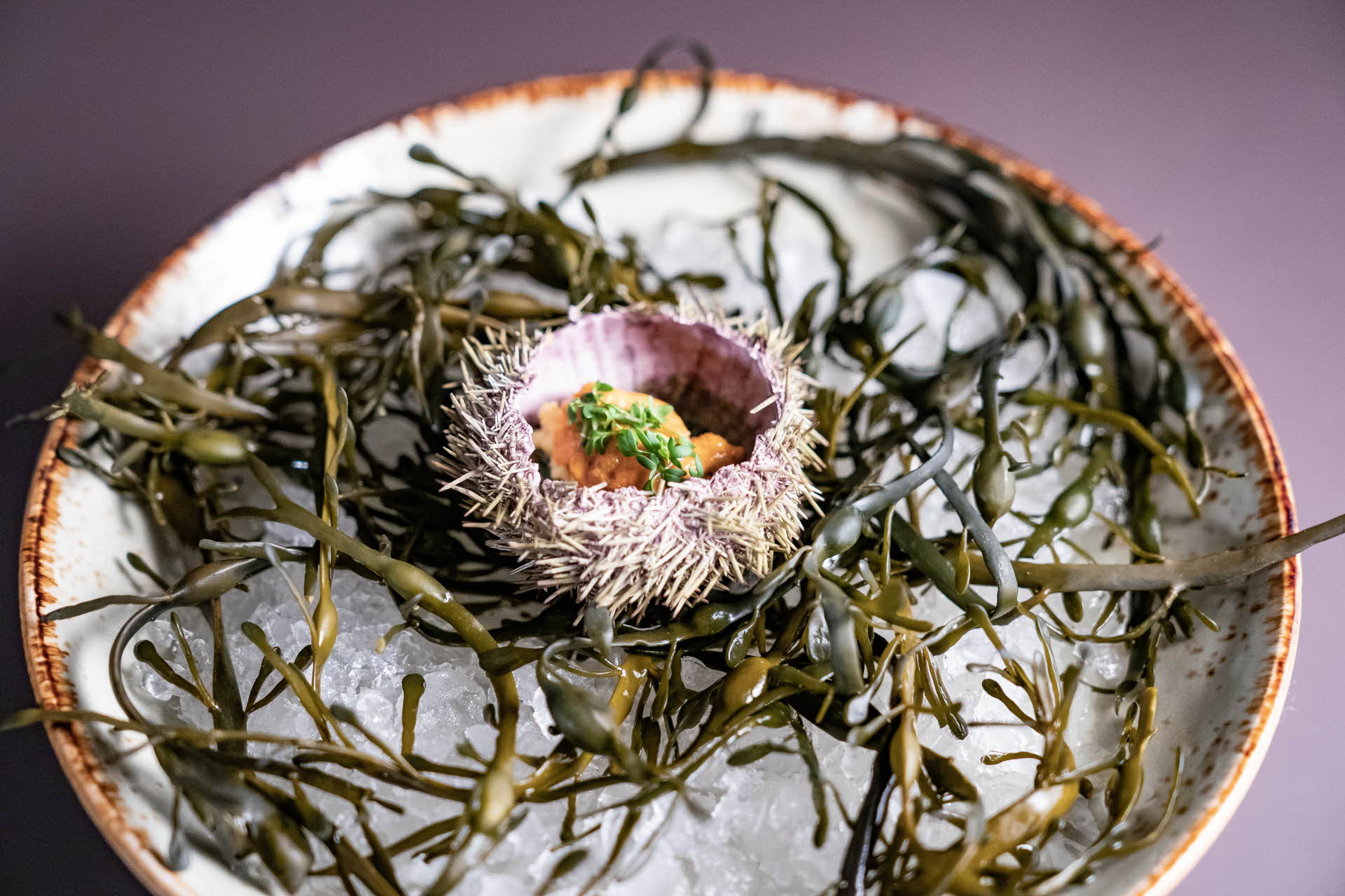 A plate with a sea urchin and sea weed on top of ice. 