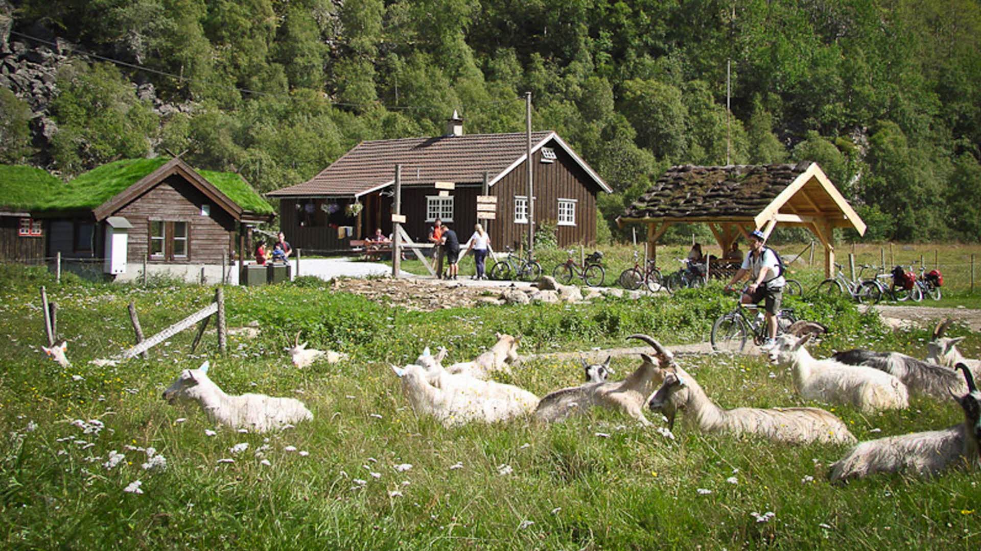 Menschen und Ziegen entspannen sich vor der Hofkäserei Rallarrosa im Flåmsdalen