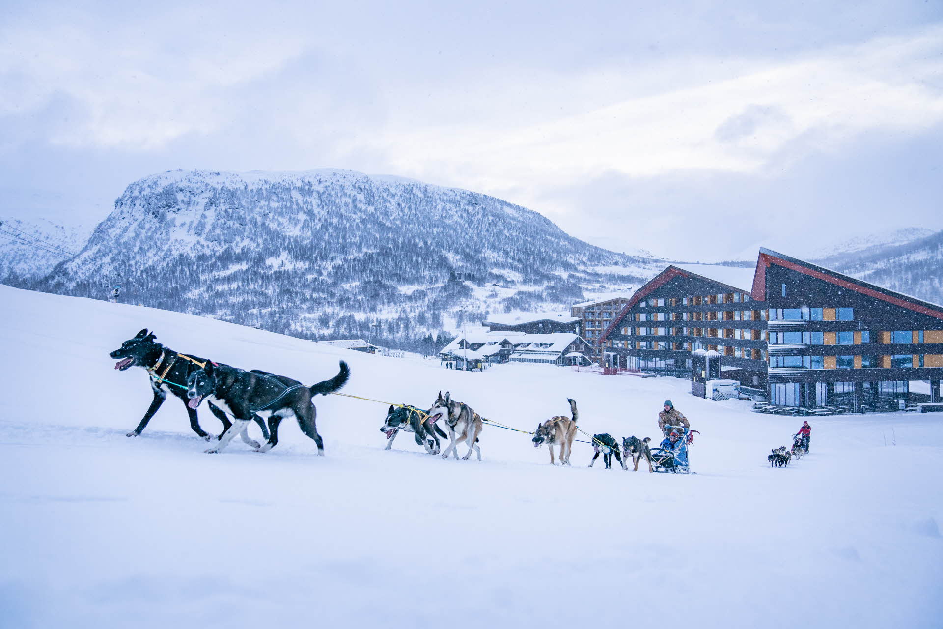Husky dogs pulling a sledge up a hill from the Myrkdalen Hotel with snow-covered mountains in the background