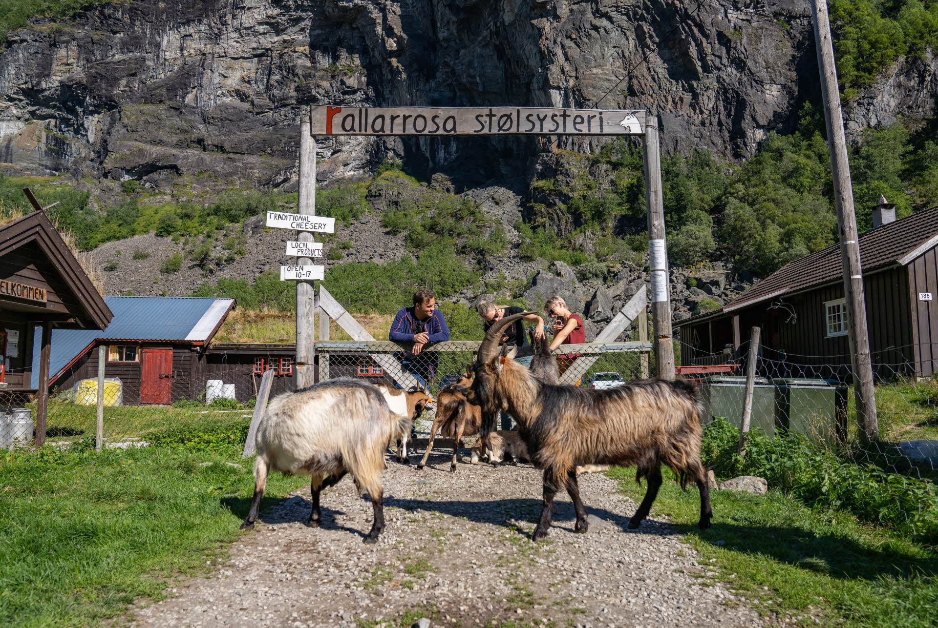 Goats in front of a gate at a mountain farm. Three people leaning on the gate.