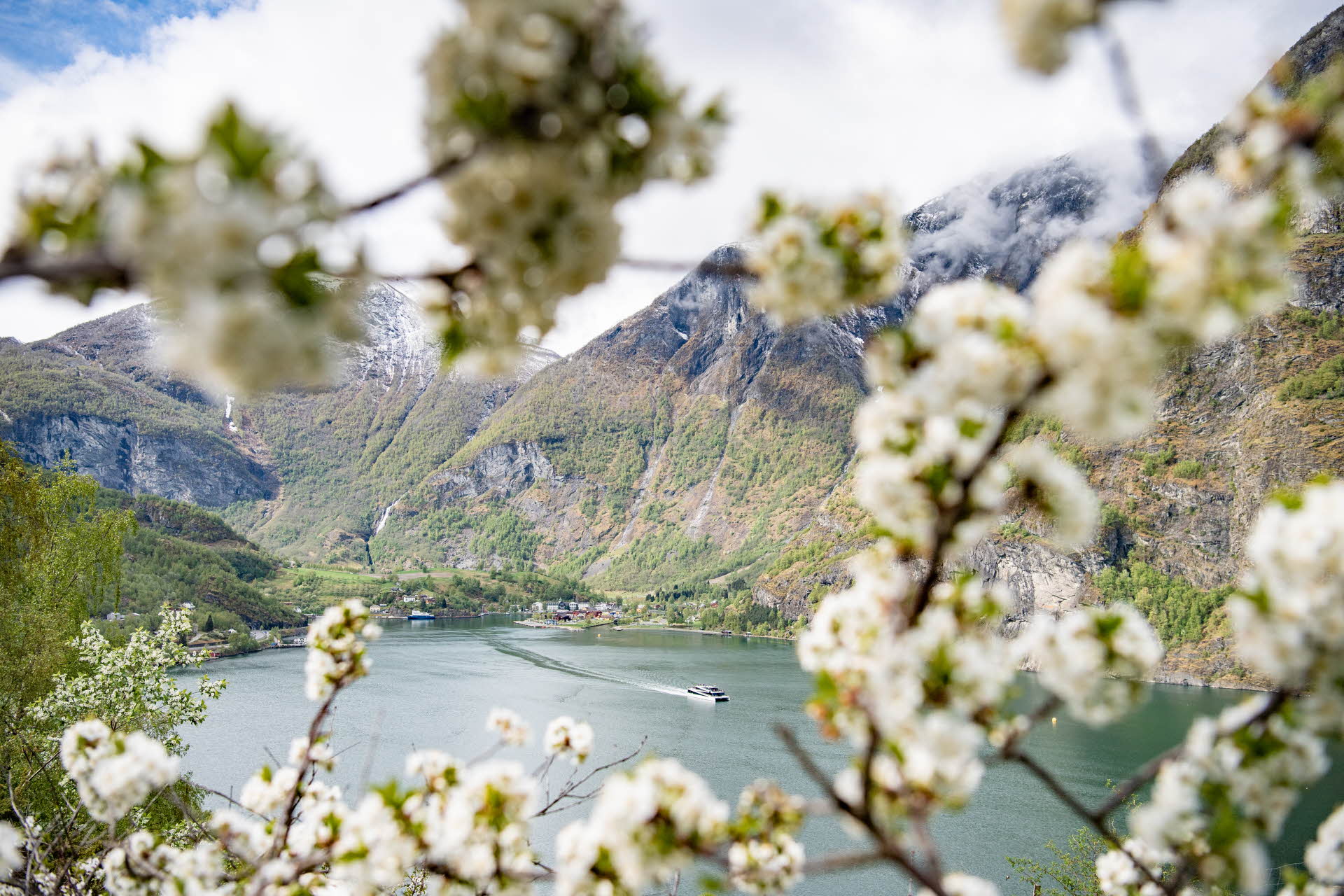 Un bateau naviguant le long de l’Aurlandsfjord depuis Flåm vu à travers des branches d’arbres avec des fleurs blanches