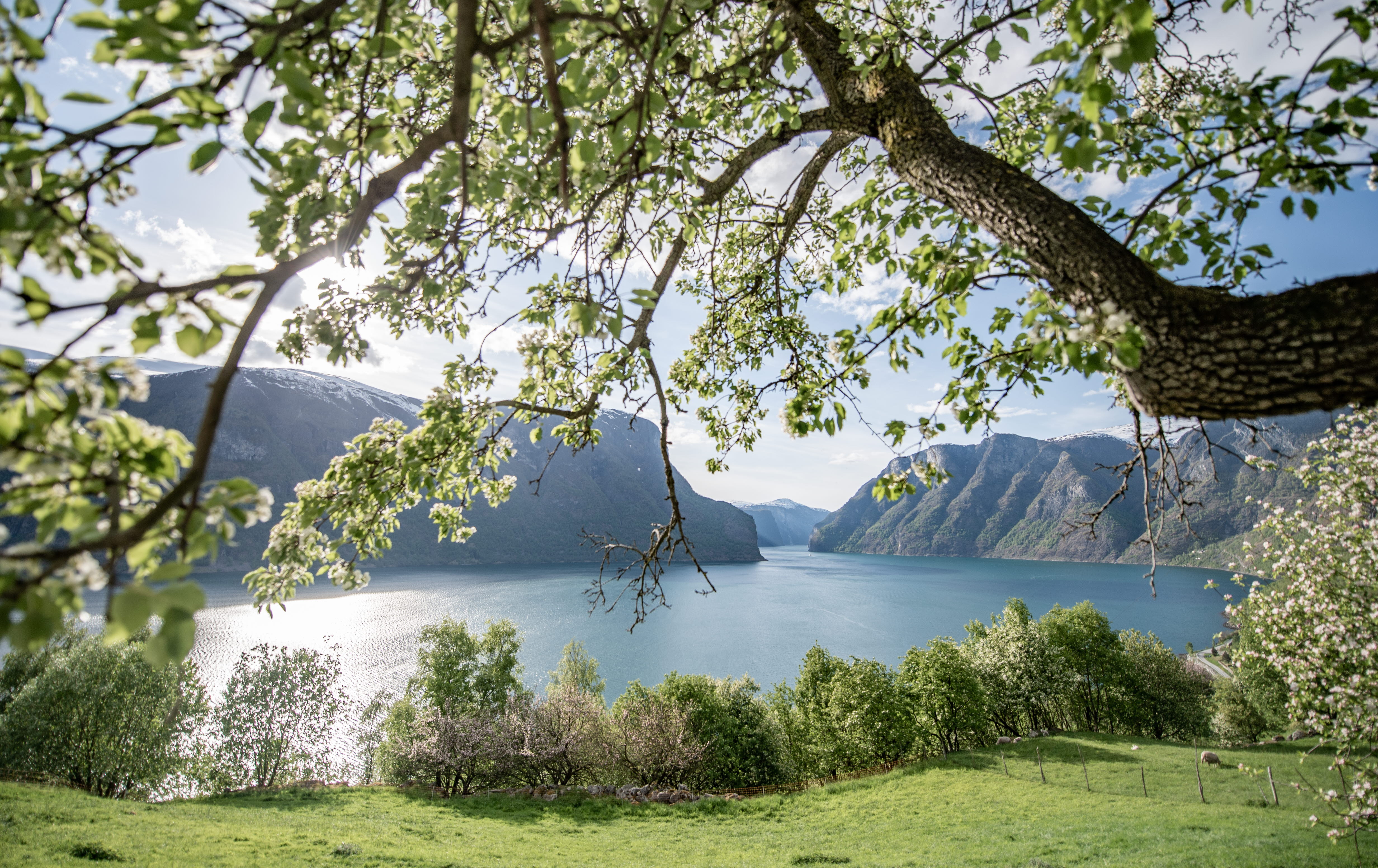 Blick über den Aurlandsfjord an einem schönen Sommertag