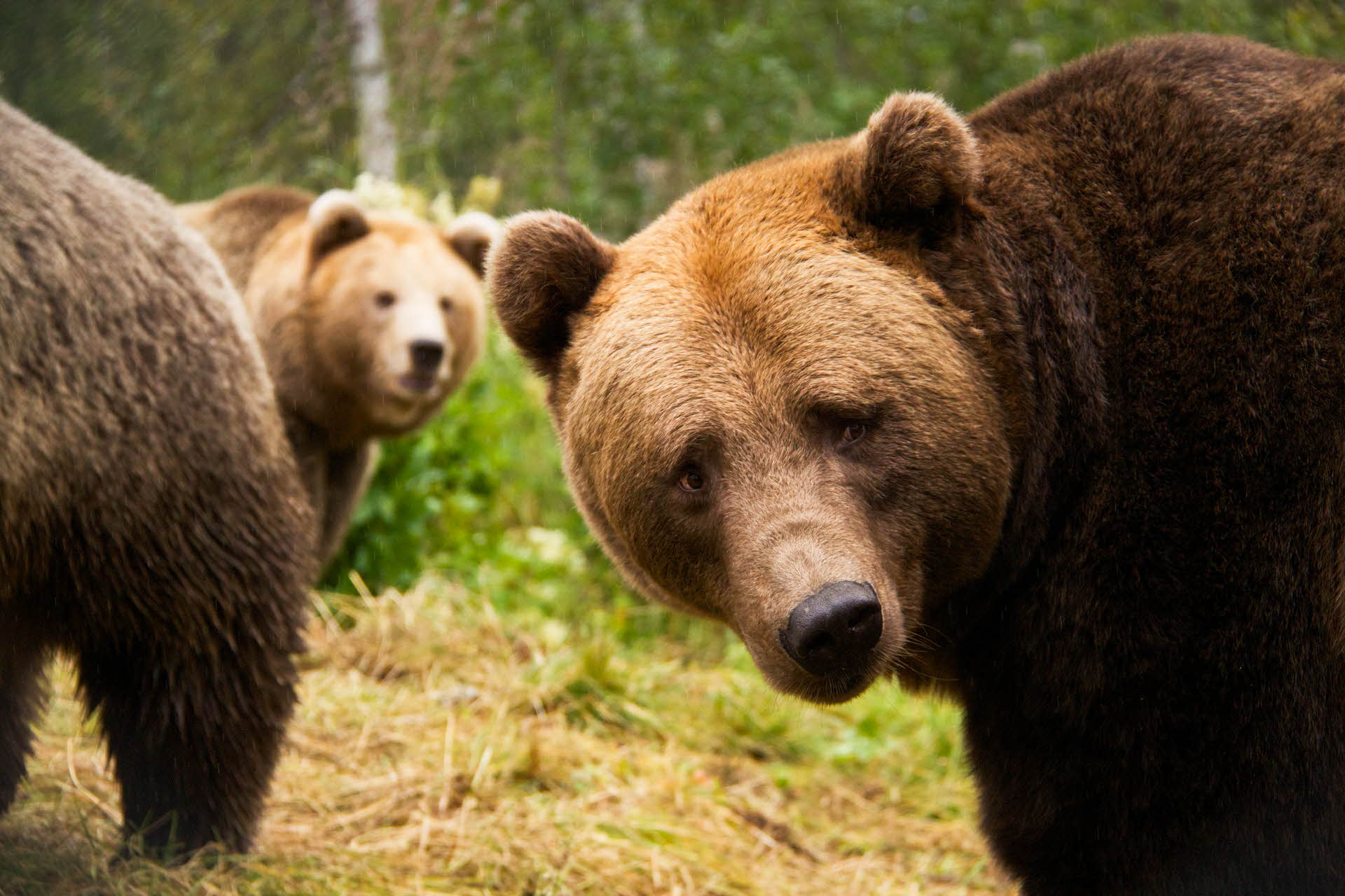 To brunbjørner ser mot kamera i Polar Park. Baken til en tredje bjørn i kanten av bildet. 