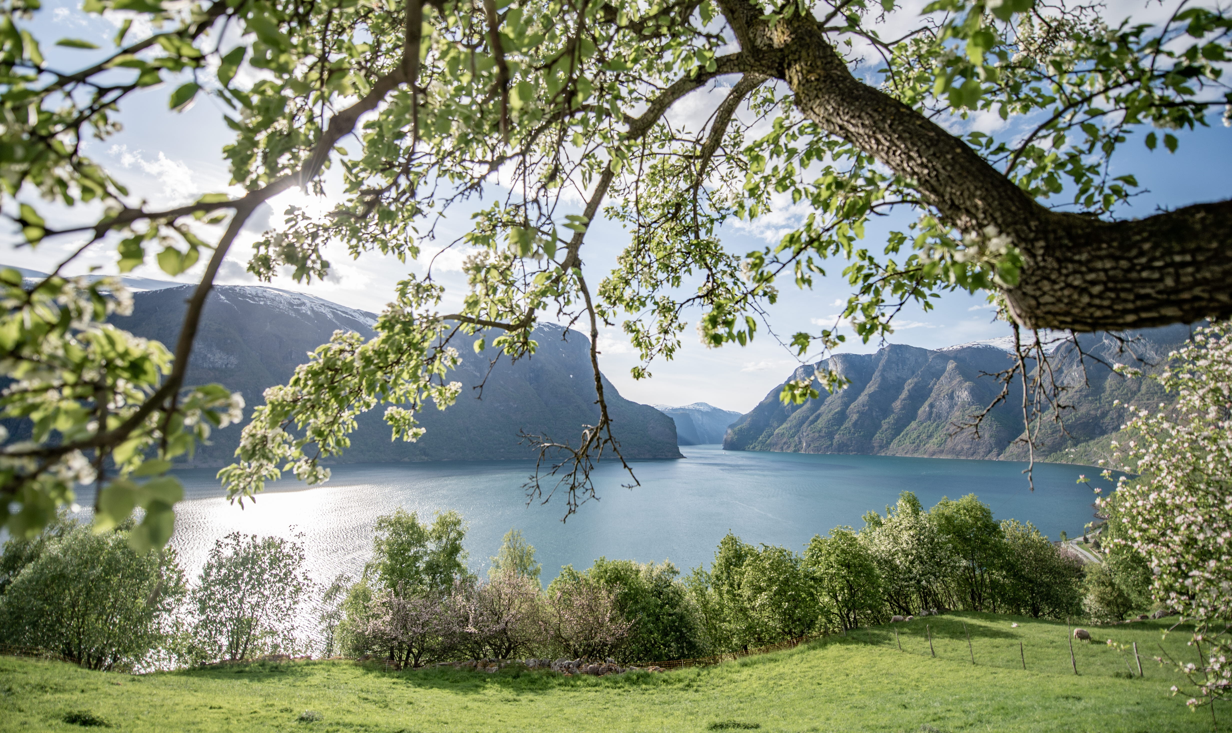 Blick über den Aurlandsfjord an einem schönen Sommertag