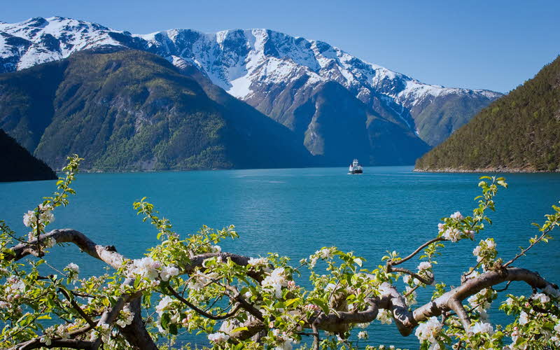 Un ferry naviguant dans le Sognefjord par une journée de printemps, avec des arbres fruitiers en fleurs
