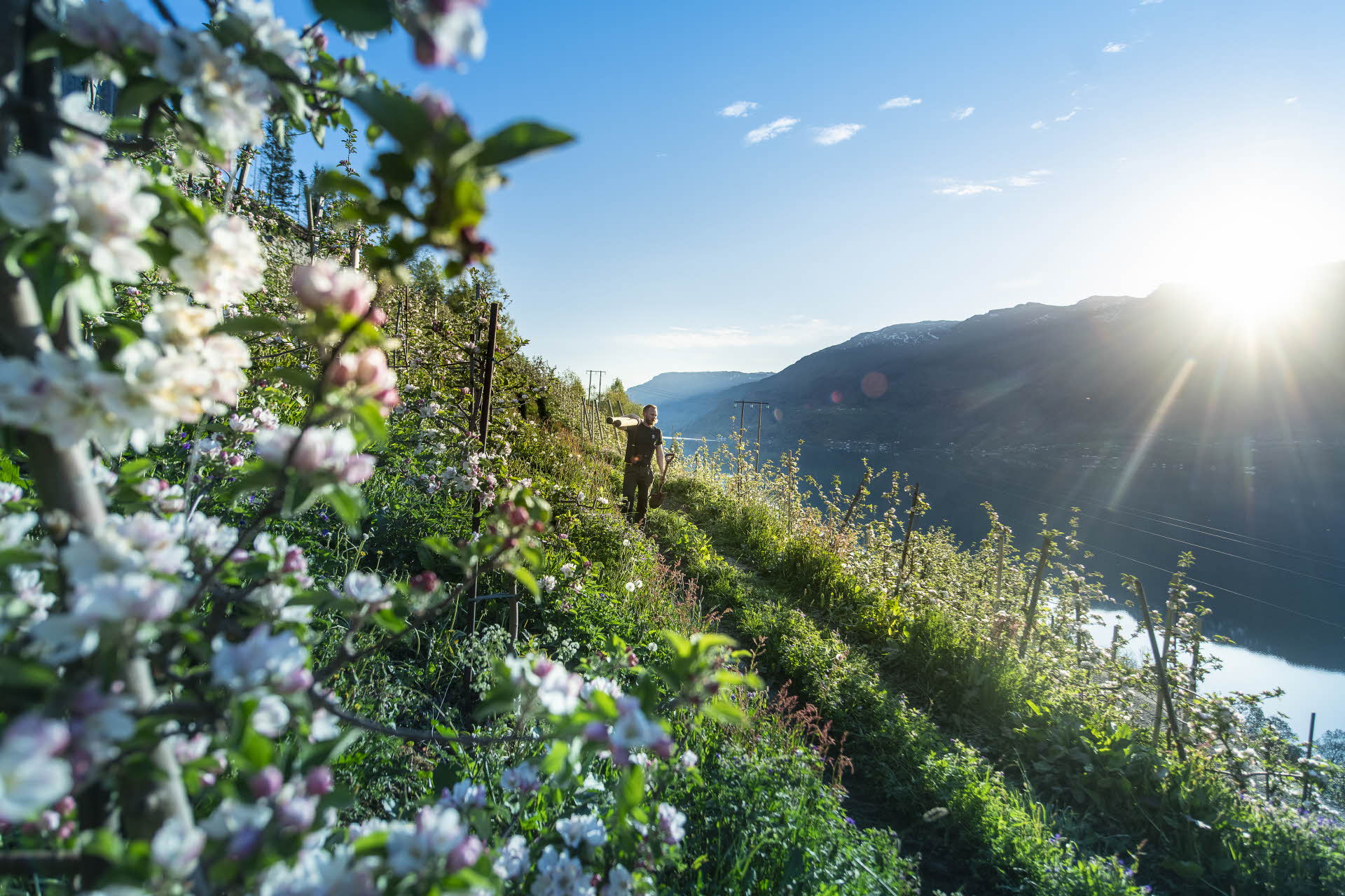 En bonde bærer en staur mellom rekker av blomstrende frukttrær. Solnedgang bak fjell over fjorden. 