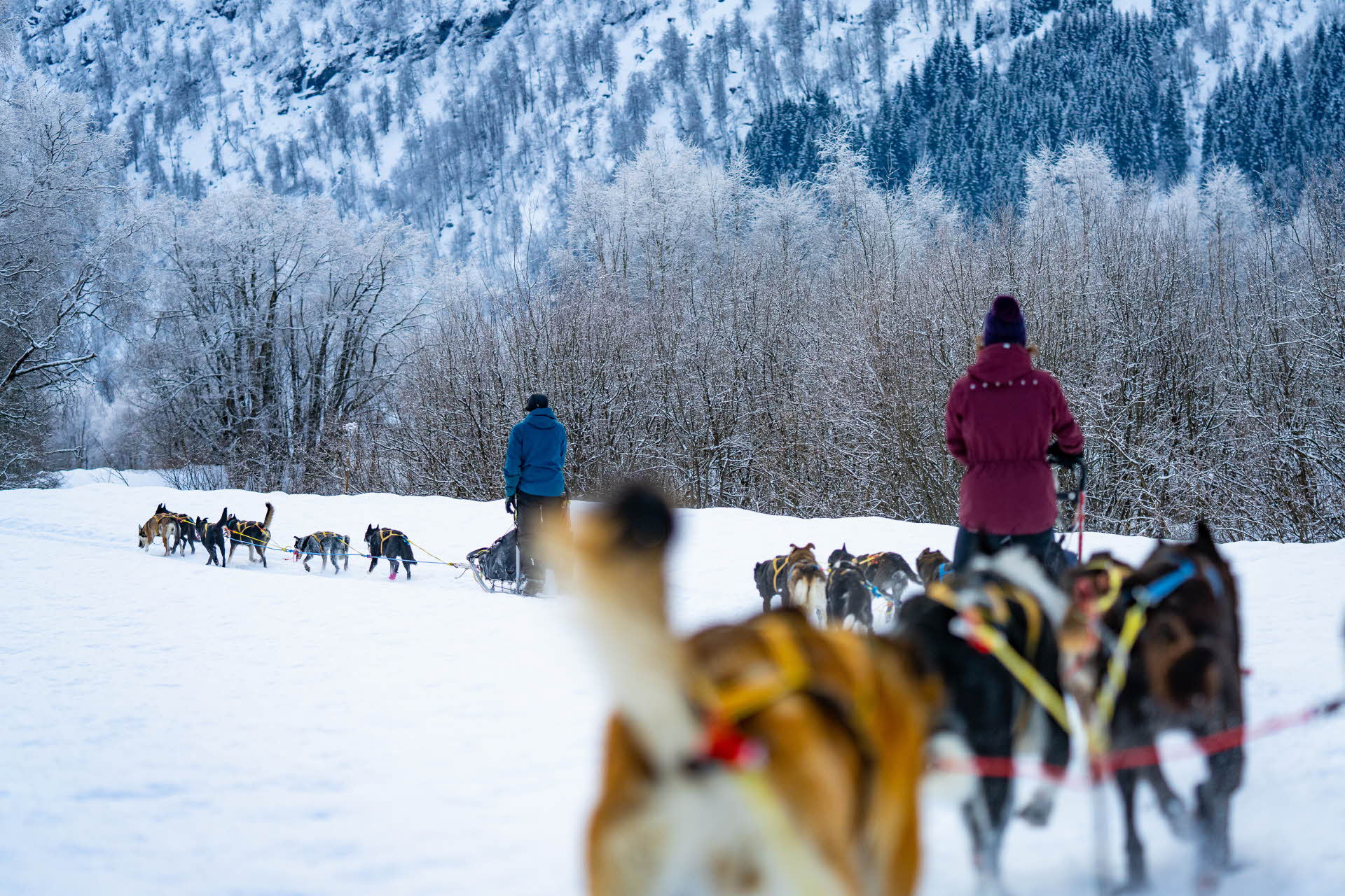 Three packs of husky sledding in Myrkdalen. 