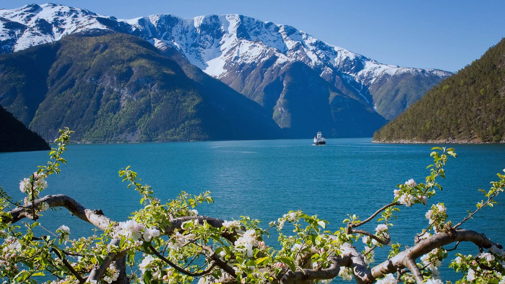 A ferry sails through the Sognefjord in spring, with snow-capped peaks and flowering fruit trees in the foreground.