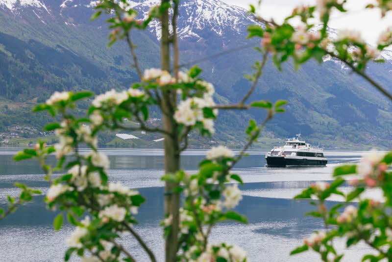 Croisière dans le Hardangerfjord