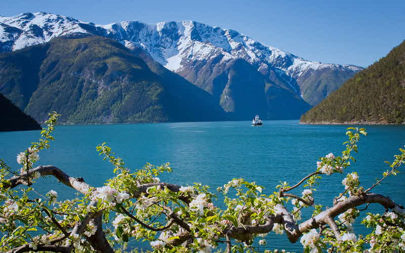A spring day at the Sognefjord, with flowering fruit trees and a ferry sailing by