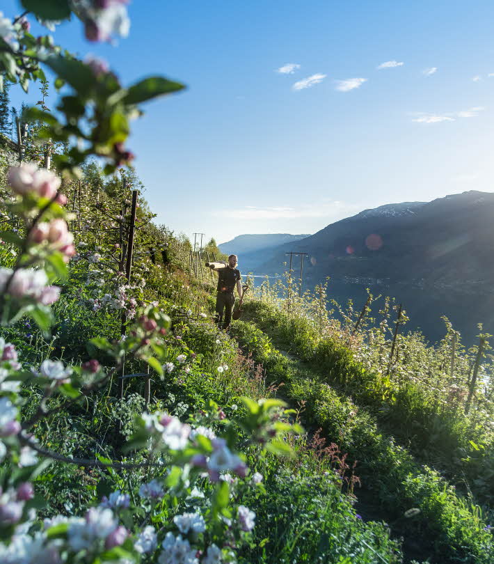 Sunrise early morning by Hardangerfjord as farmer overlooking blooming apple trees