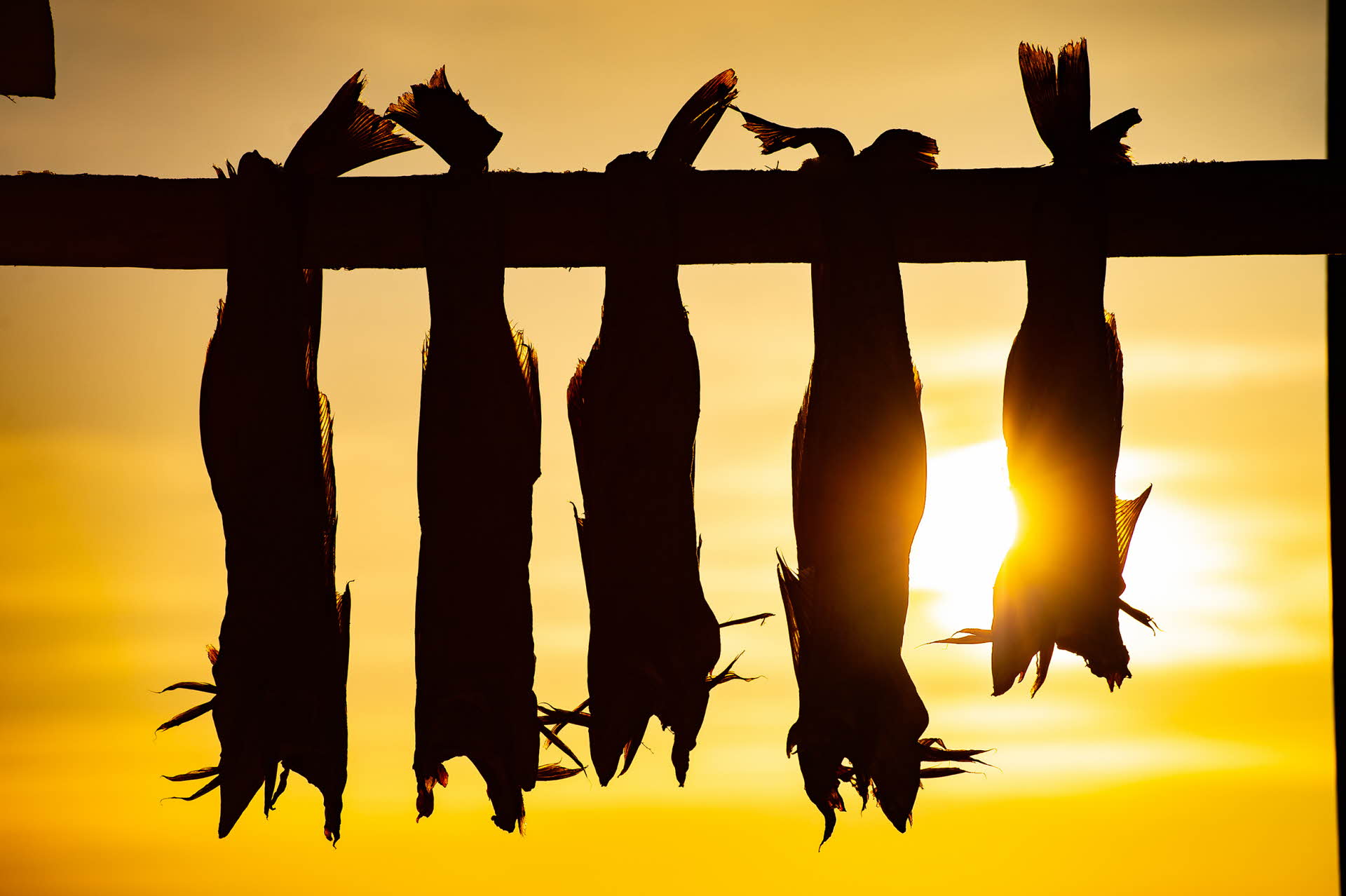 Cod hanging to dry in the Midnight Sun on the Lofoten Islands