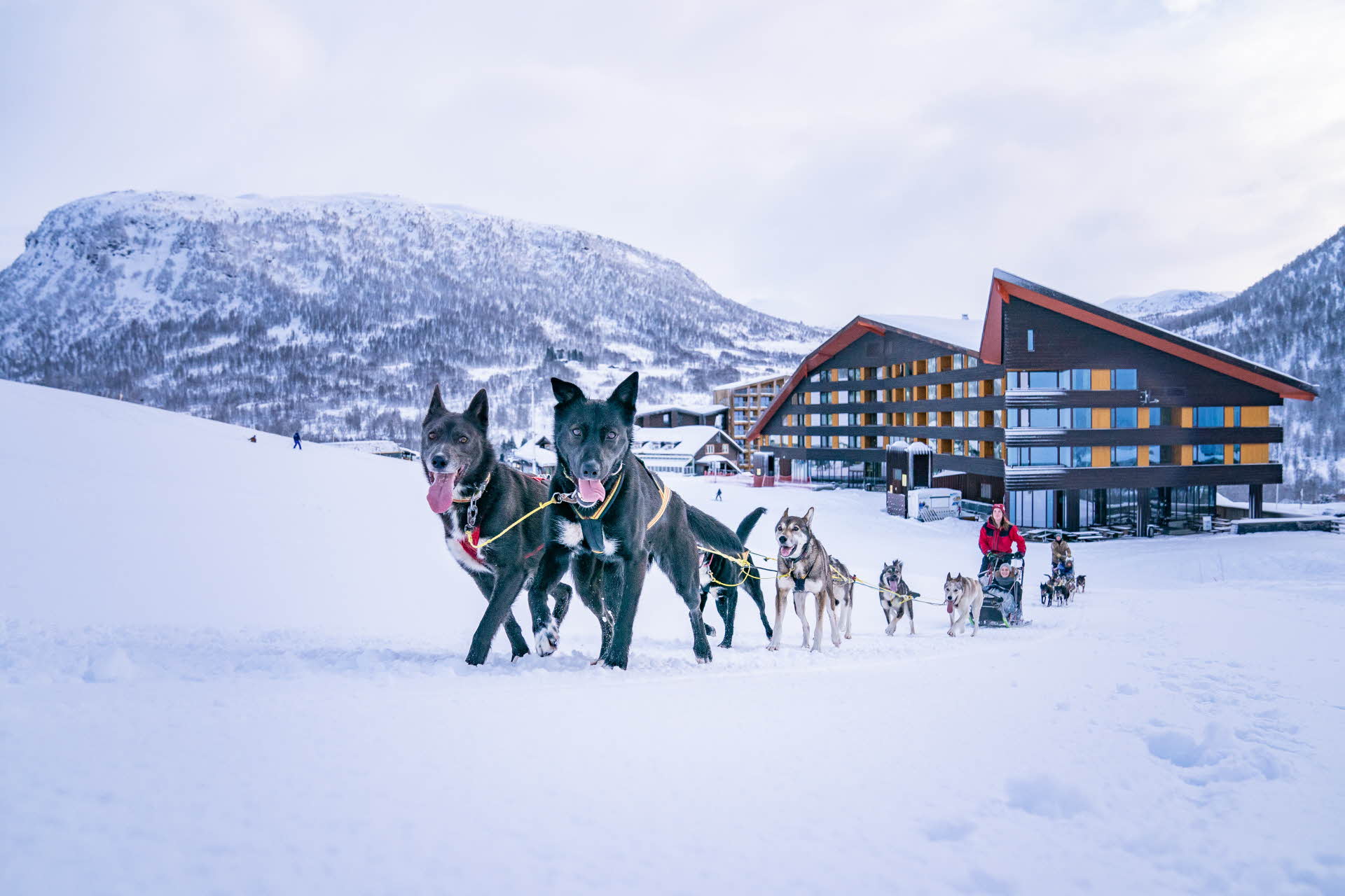 冬季里，雪橇犬从迈克达林酒店 (Myrkdalen Hotel) 向山坡上奔跑