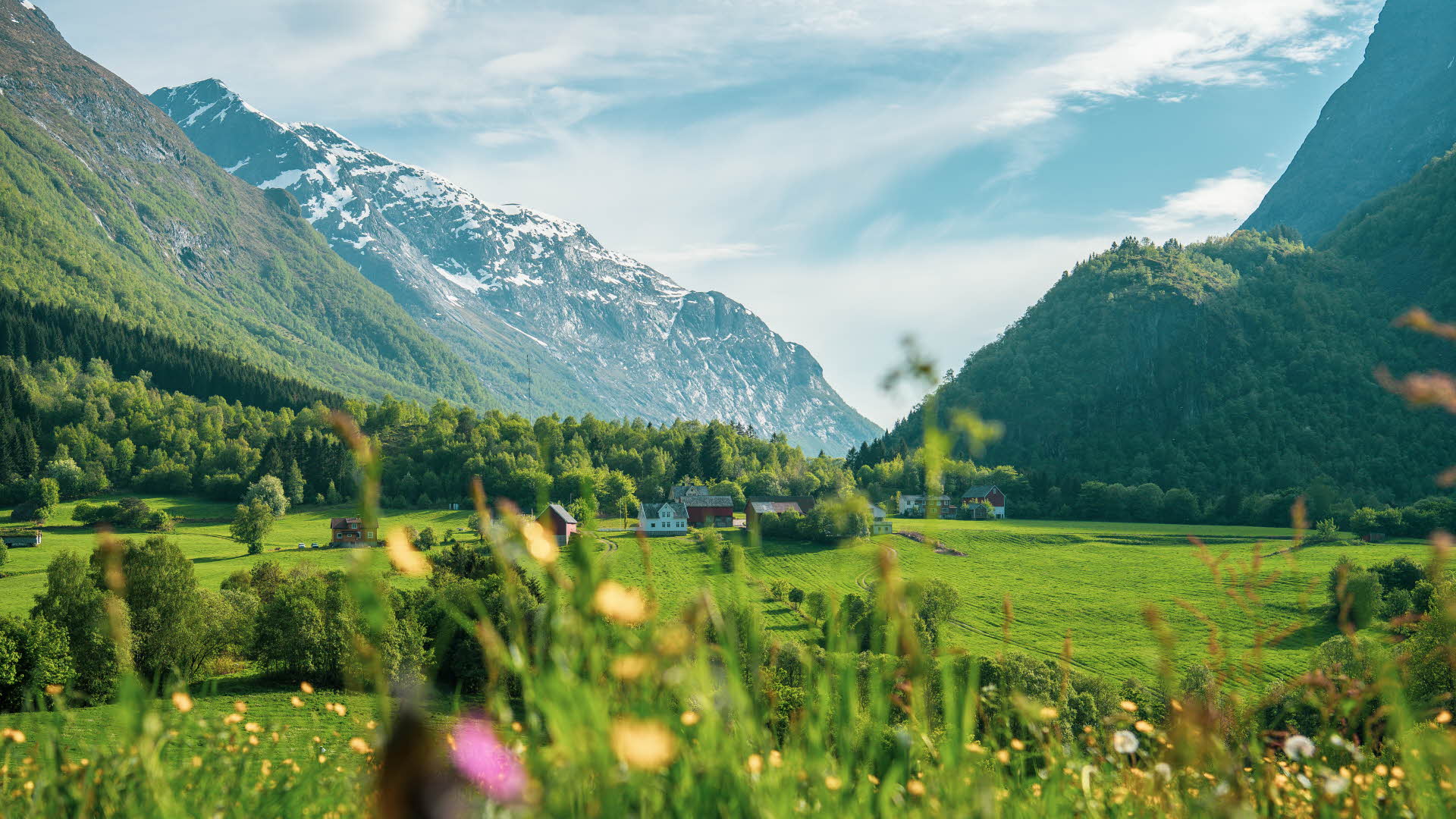 Flowers, green fields, a farm and steep mountains in Sunnmøre region in Norway.