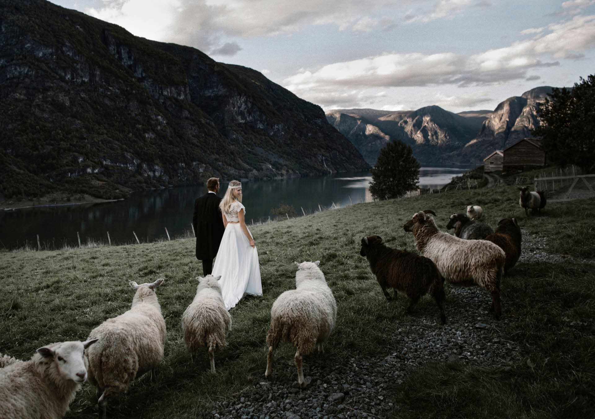 Un marié et une mariée en longue robe blanche marchant dans un champ, entourés de moutons. L’Aurlandsfjord en arrière-plan. 