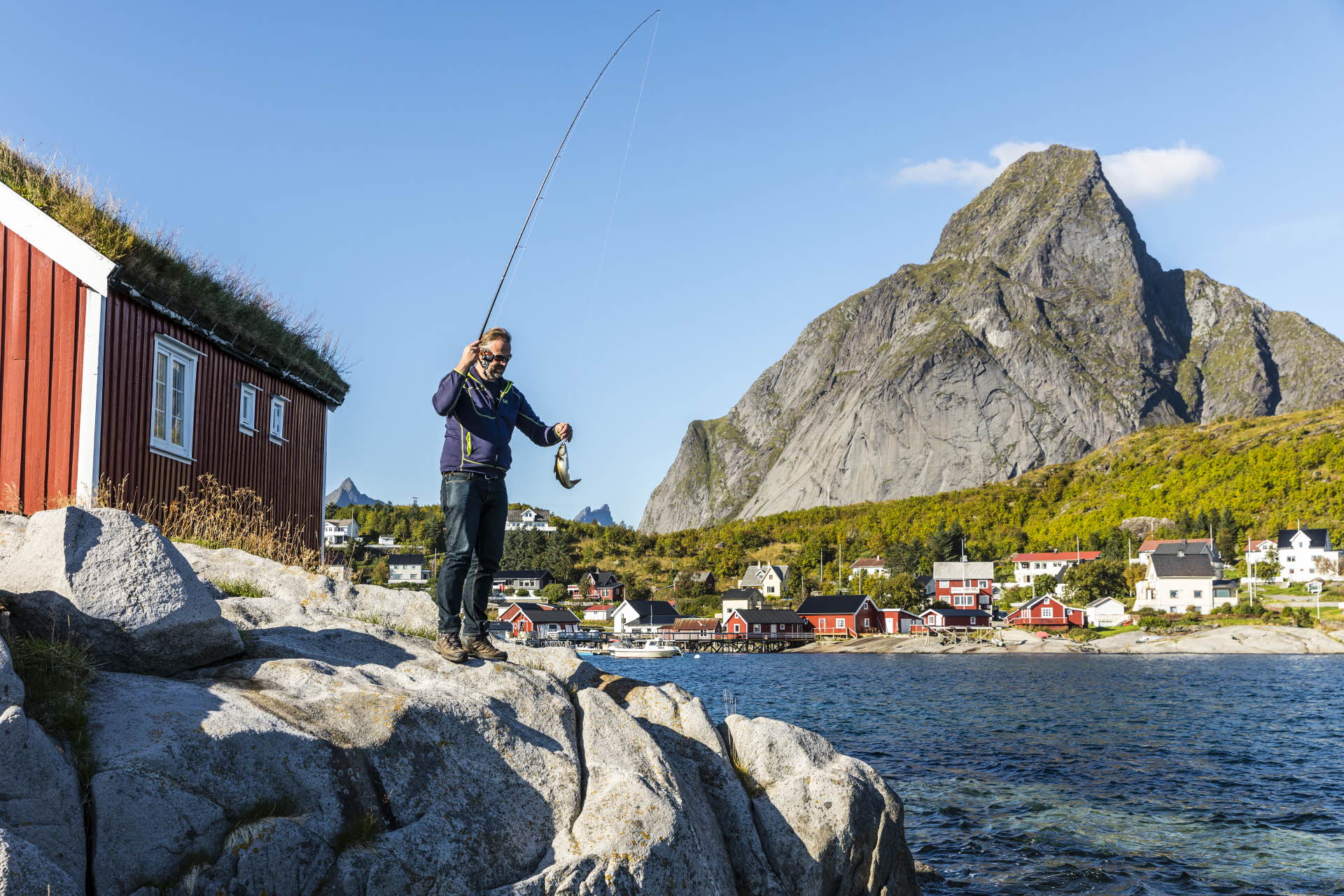 A man catching a fish on the shoreline at Reine in the summer. Red cabin and tall mountain in the background. 
