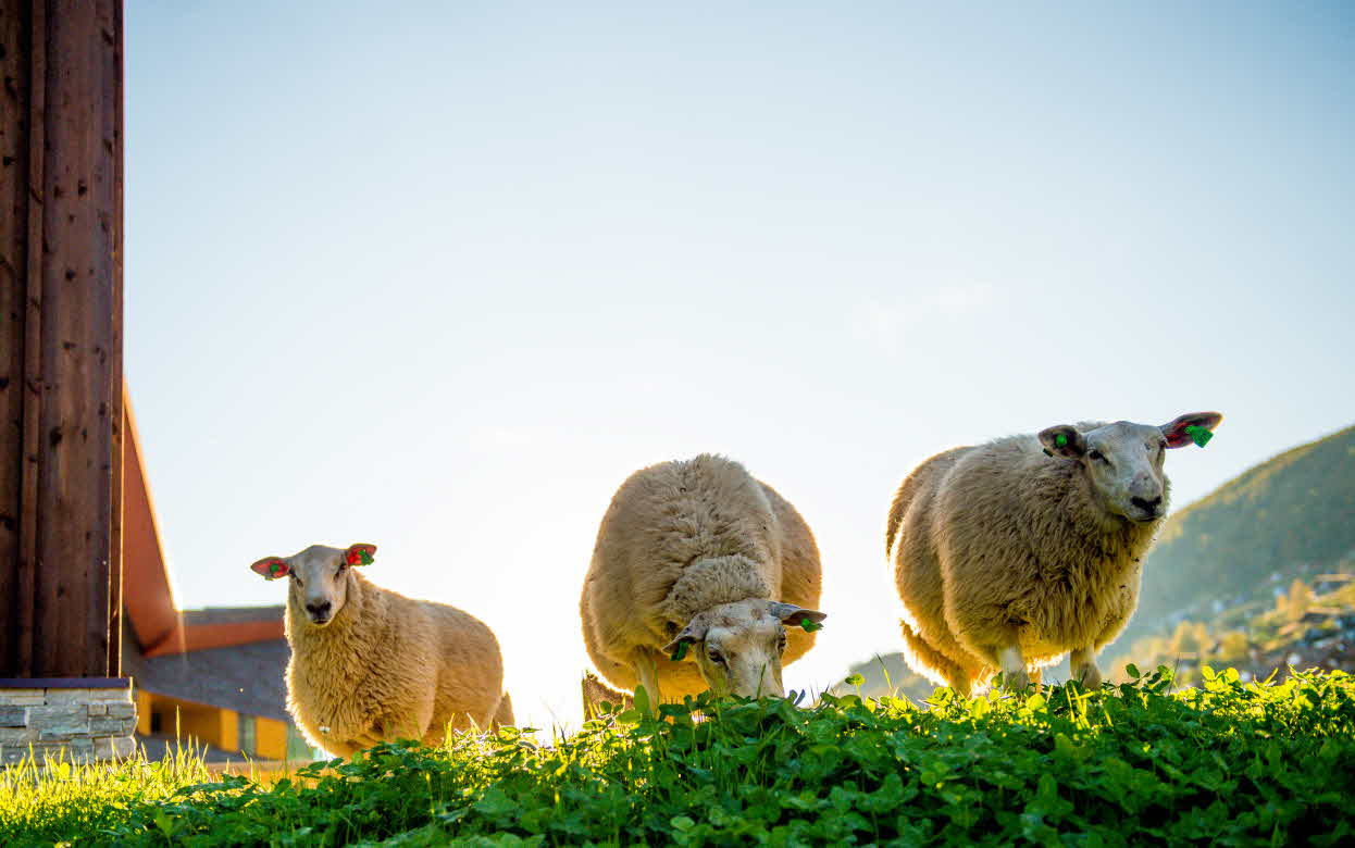 Three sheep grazing outside the Myrkdalen Hotel