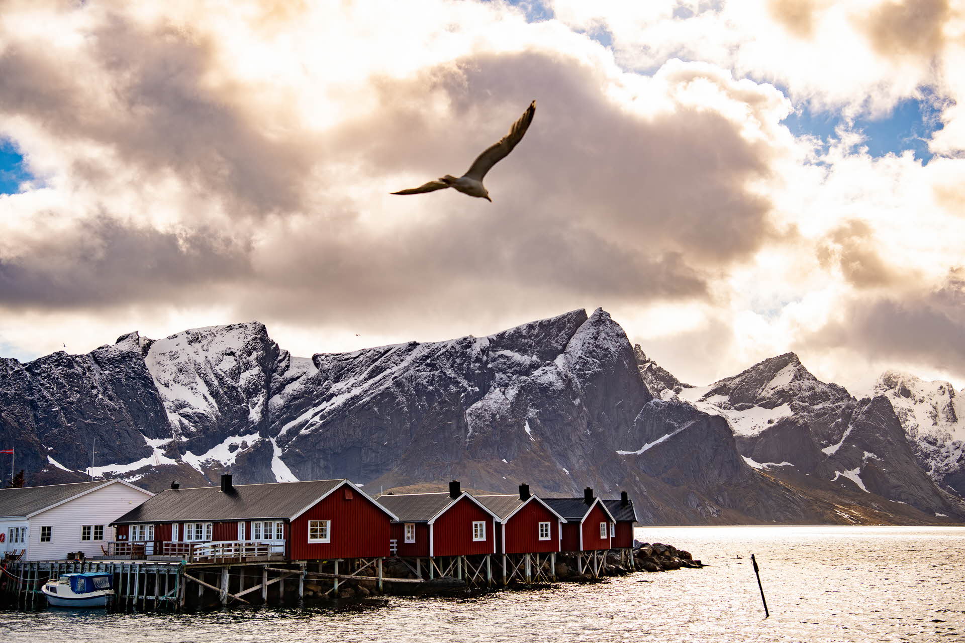 Une mouette volant au-dessus de cabanes de pêcheurs rouges, avec des montagnes à l’arrière-plan.