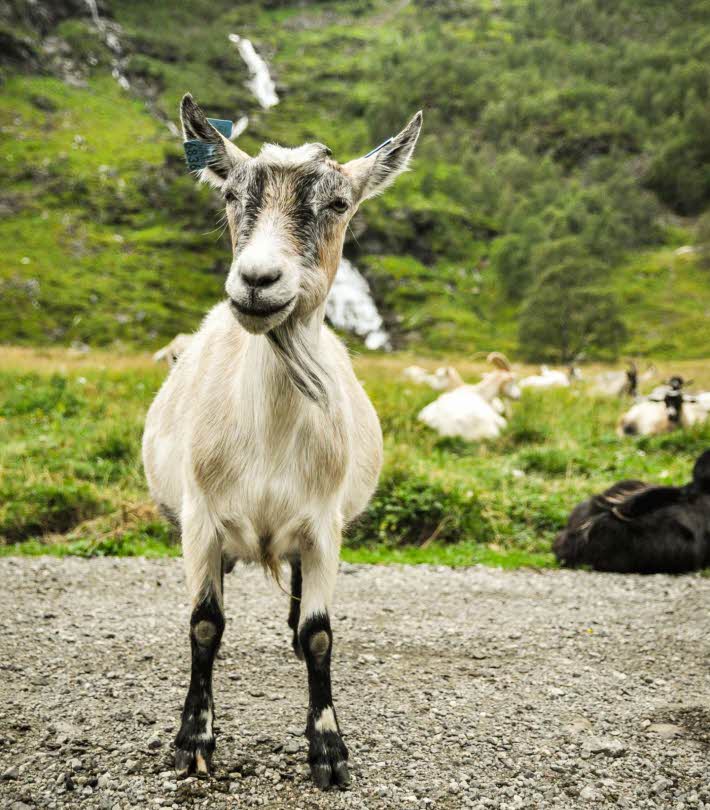 A goat looking surprised at Rallarosa Stølsysteri in Flåmsdalen