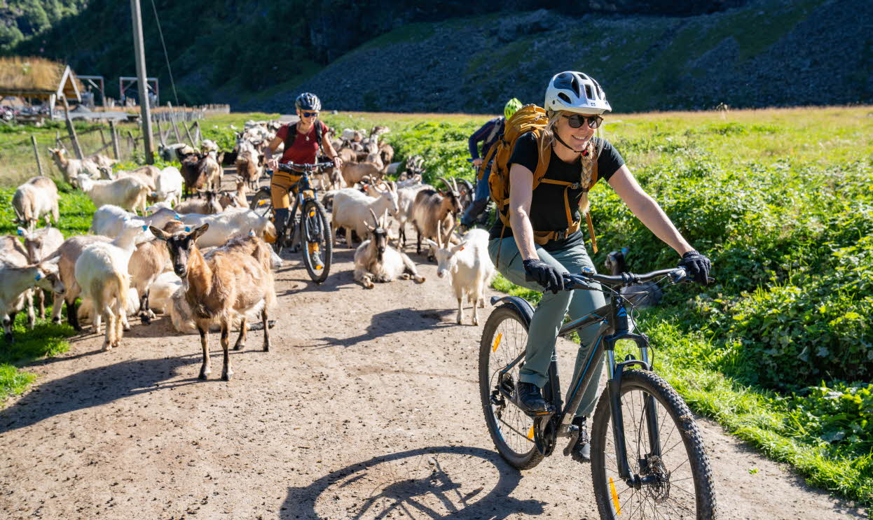 En kvinne på sykkel på Rallarvegen foran en annen syklist mellom masse geiter.