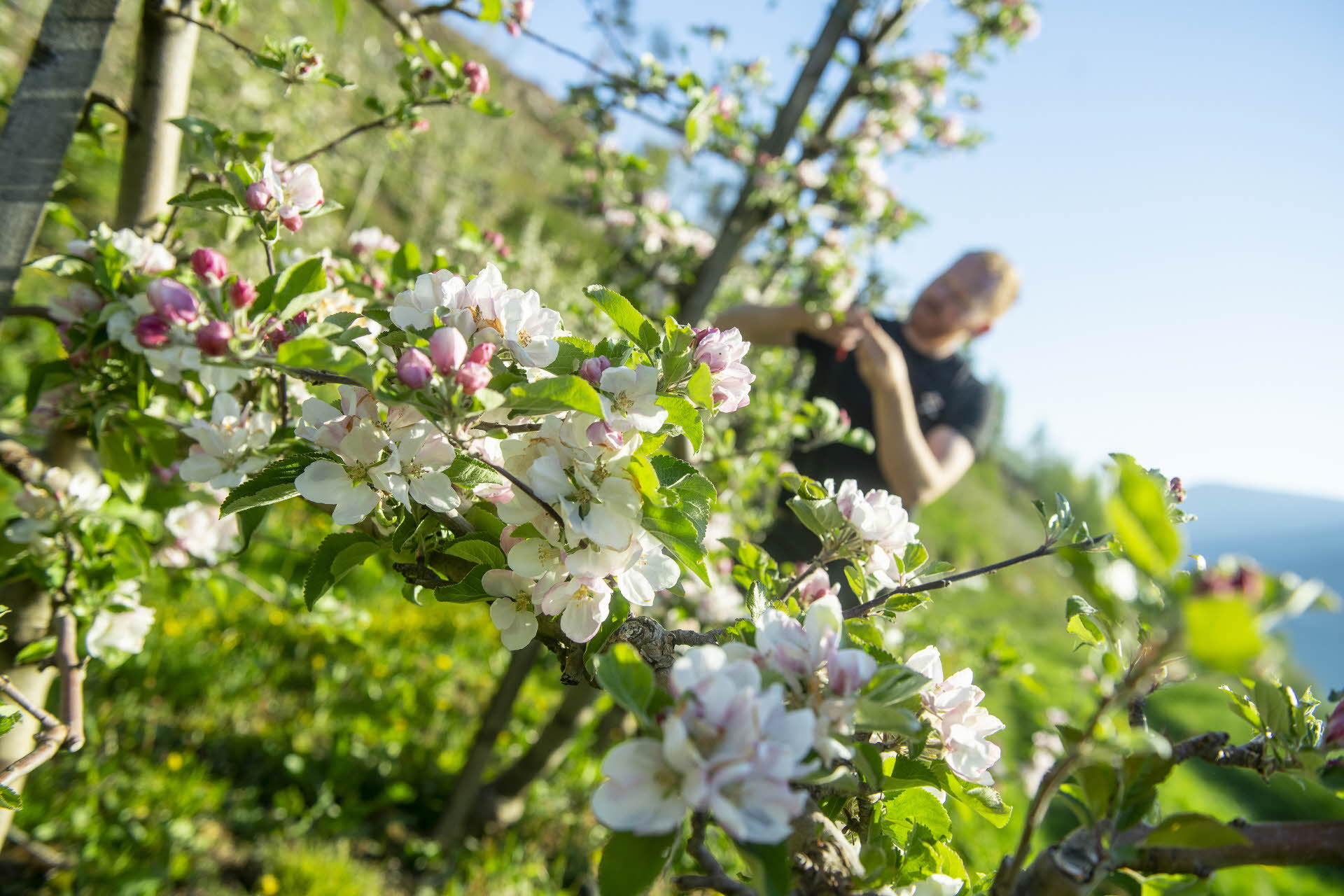 Apple farmer pruning apple trees Hardangerfjord in background