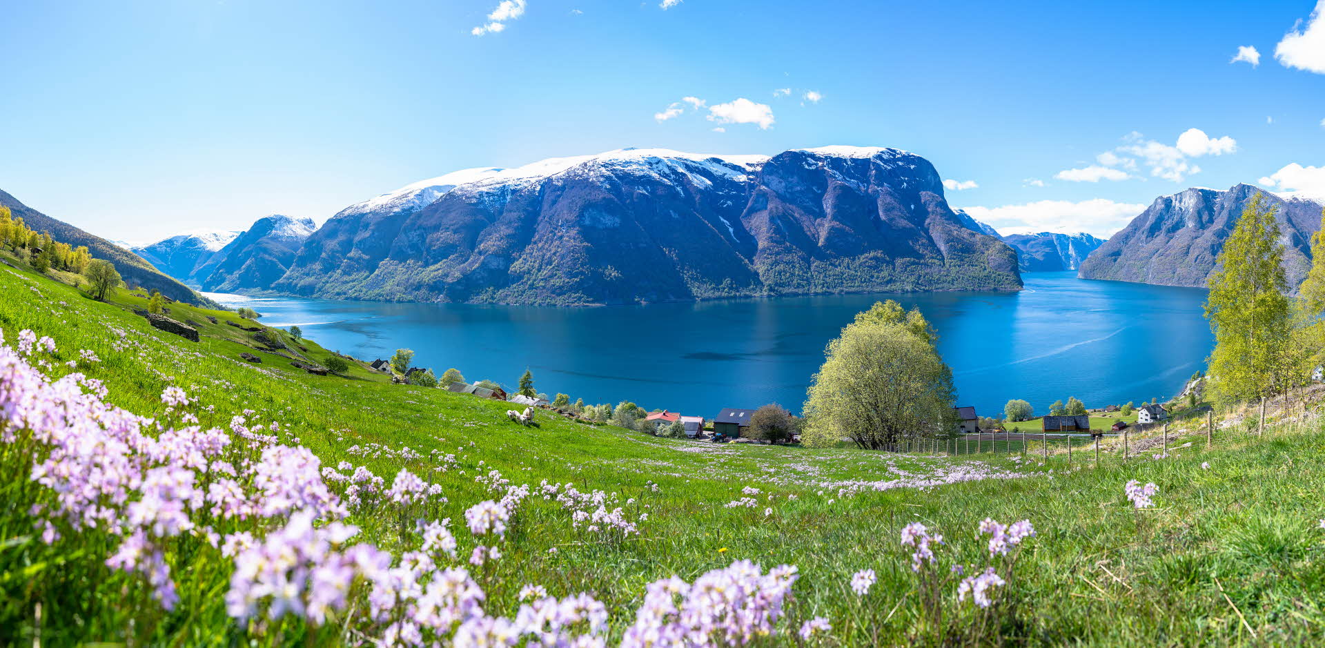 Panorama av grønne og blomstrende gårdsenger med sauer i Aurland med utsikt over UNESCOs verneverdige Aurlandsfjord i Norge