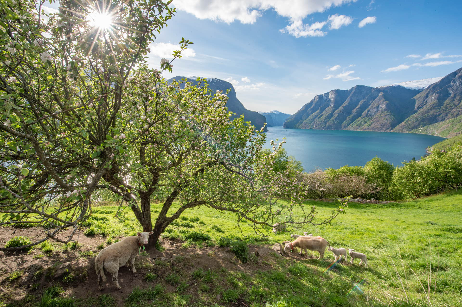 Der Aurlandsfjord mit Apfelbäumen und Schafen im Vordergrund