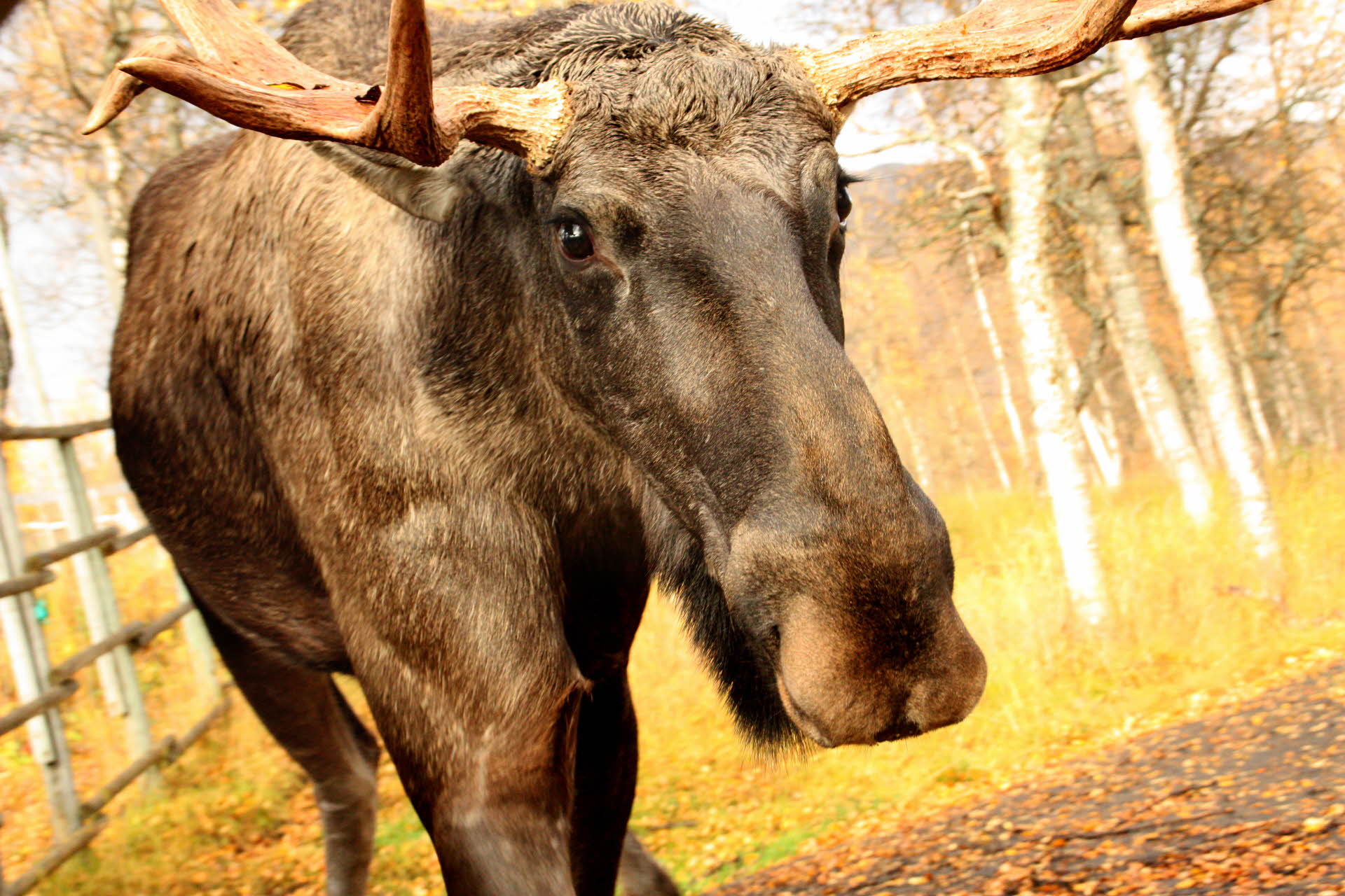 A moose in front of a wooden fence and birch forest. 